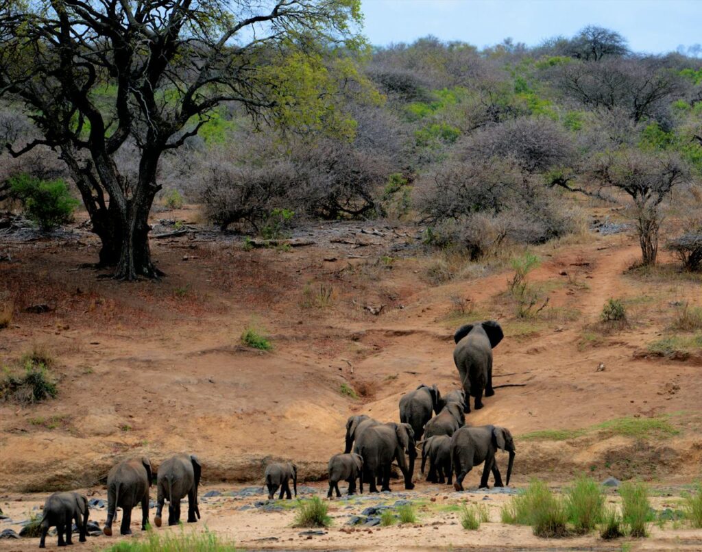 pexels photo 631317 A herd of African elephants walking through Kruger National Park, South Africa.