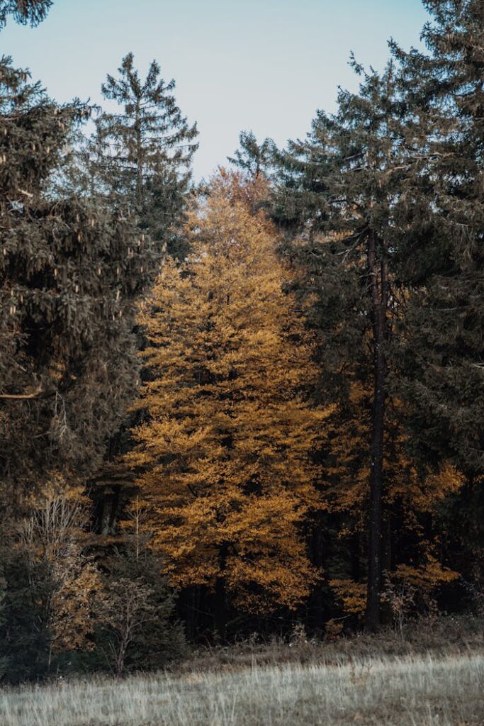 pexels photo 18955812 Golden autumn leaves create a vibrant display in a forest setting.